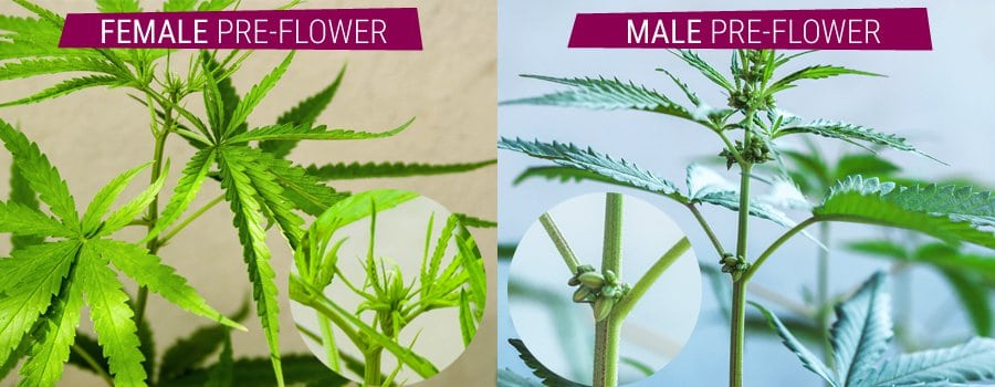 How To Grow Cannabis Indoors In Canada Cannabis Growing Canada 8746