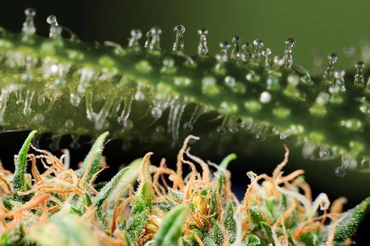 Smartphone Trichome Microscope – Perfect harvests every time