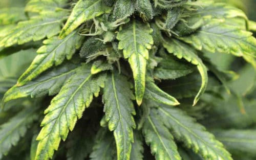 How To Diagnose And Fix Cannabis Nutrient Deficiency | CGC