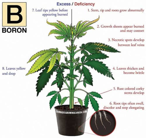 How To Diagnose And Fix Cannabis Nutrient Deficiency | CGC