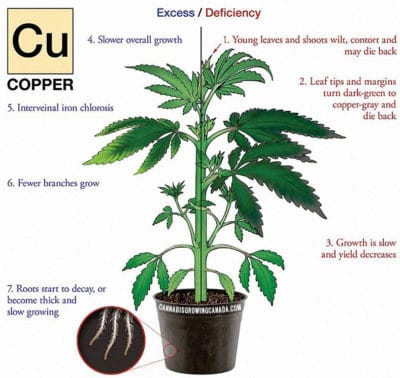 How To Diagnose And Fix Cannabis Nutrient Deficiency | CGC