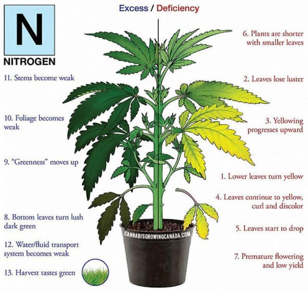 How To Diagnose And Fix Cannabis Nutrient Deficiency | CGC