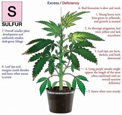 How To Diagnose And Fix Cannabis Nutrient Deficiency | CGC