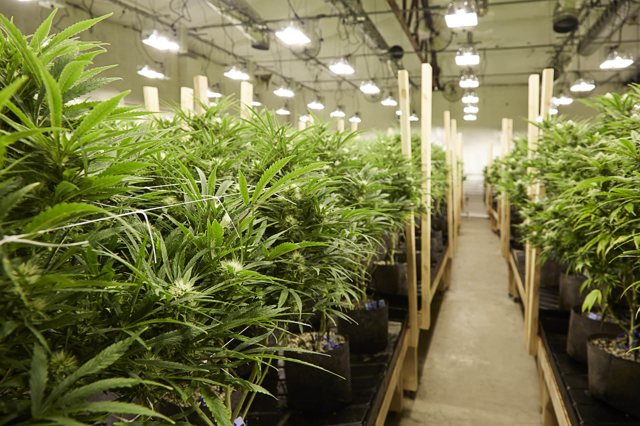 Growing cannabis indoors produces a lot of greenhouse gases – just